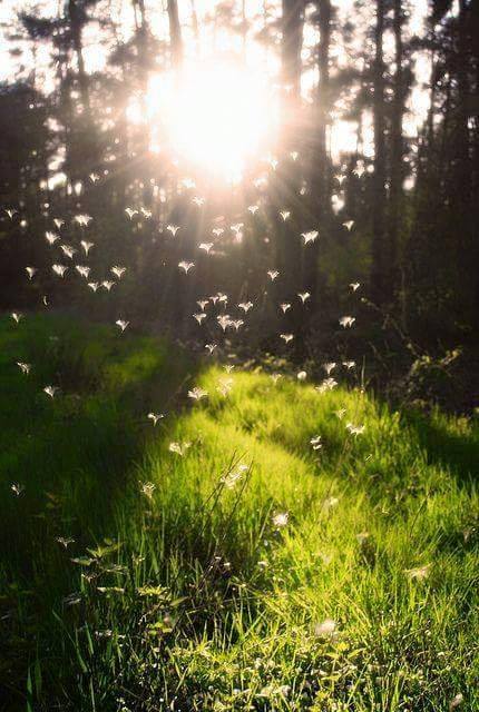 12009789_1657560801186005_6638610518463314948_n