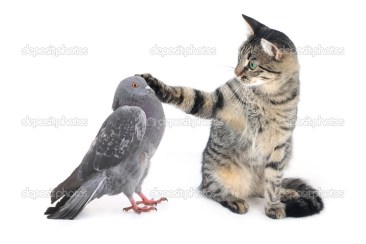 cat irons a paw of a pigeon on a white background