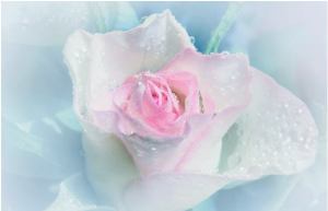 12063693_939576229448136_4037769456133868042_n