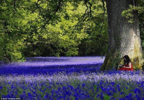 12074967_907232589358448_2534256515969937682_n