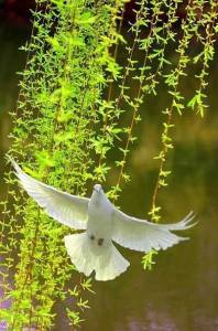 12079616_905774046124445_2125054491127121180_n