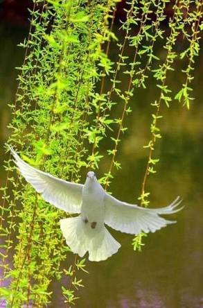 12079616_905774046124445_2125054491127121180_n