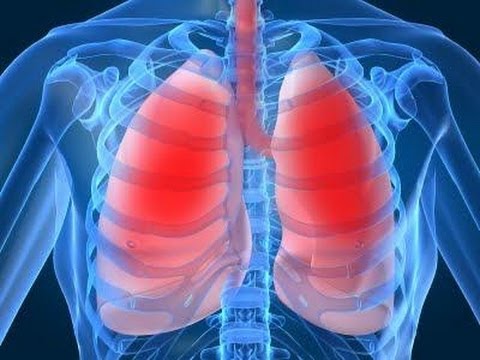 pulmones
