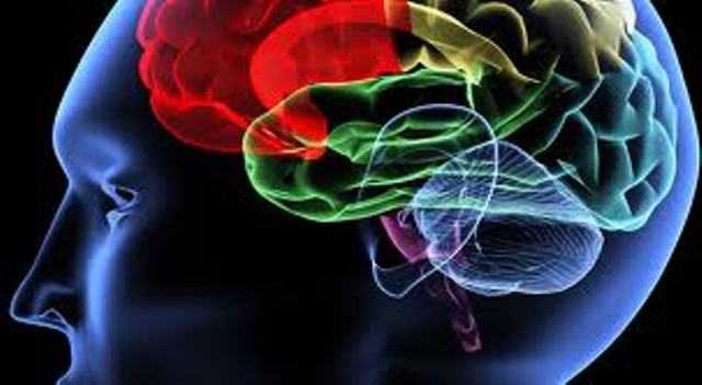 cerebro1