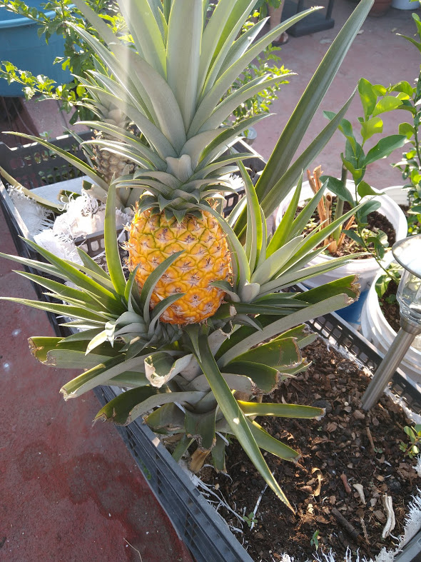 IMG_20200410_085840832